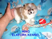 KING, a male Pomeranian for sale in Paris, MO – 5 of 10