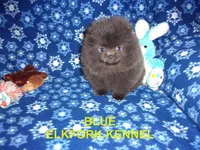BLUE, a female Pomeranian for sale in Paris, MO – 3 of 10