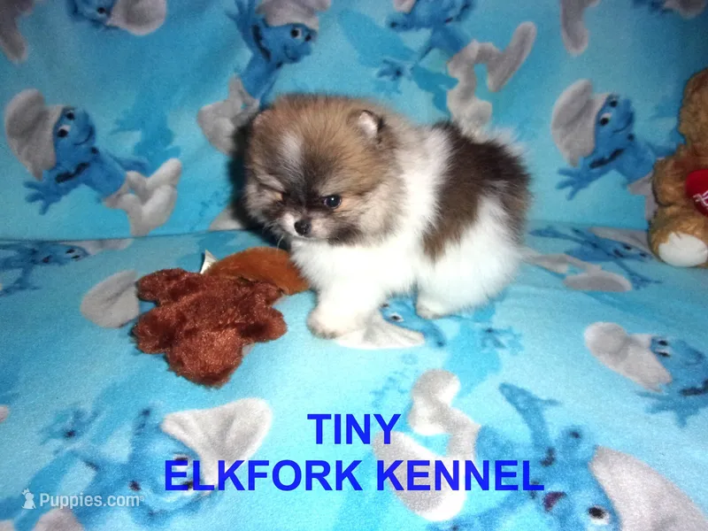 TINY – Pomeranian puppy on hold in Paris, MO