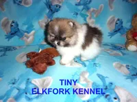 TINY, a male Pomeranian for sale in Paris, MO – 1 of 10