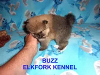 BUZZ, a male Pomeranian for sale in Paris, MO – 7 of 10