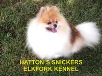 BUZZ, a male Pomeranian for sale in Paris, MO – 9 of 10