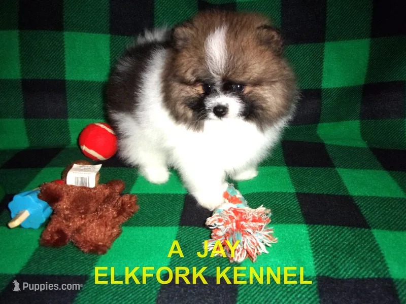 A  JAY – Pomeranian puppy for sale in Paris, MO