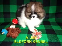 A  JAY, a male Pomeranian for sale in Paris, MO – 1 of 10