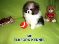 KIP, a male Pomeranian for sale in Paris, MO – 6 of 10