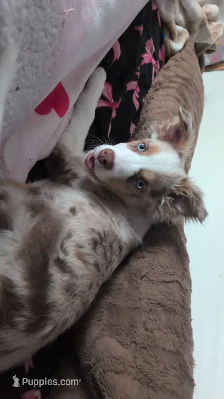 River – Australian Shepherd puppy for sale in St. Cloud, MN