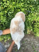 Popcorn, a male Labradoodle for sale in Orlando, FL – 2 of 6