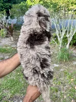 Patch, a male Labradoodle for sale in Orlando, FL – 2 of 8