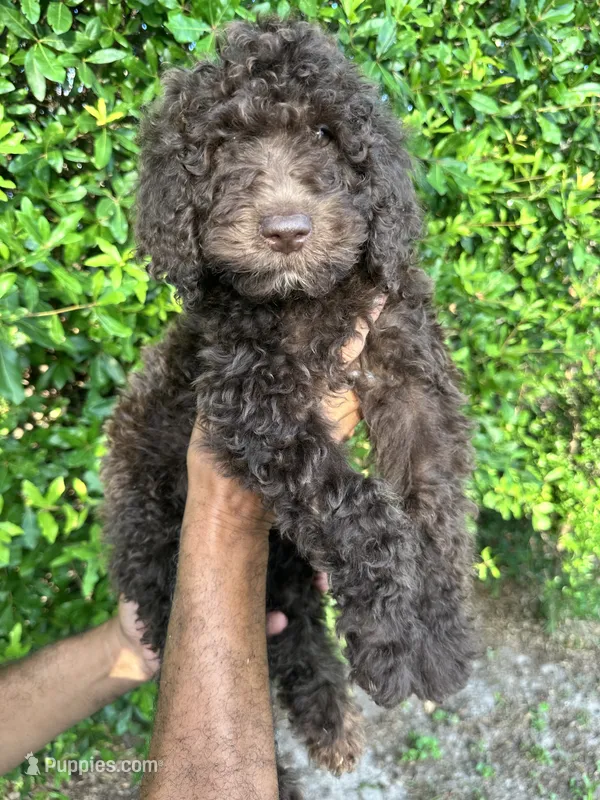 Chocolate – Labradoodle puppy for sale in Orlando, FL