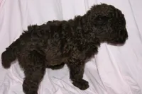 Chocolate, a male Labradoodle for sale in Orlando, FL – 4 of 6