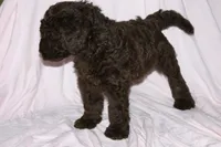 Chocolate, a male Labradoodle for sale in Orlando, FL – 6 of 6