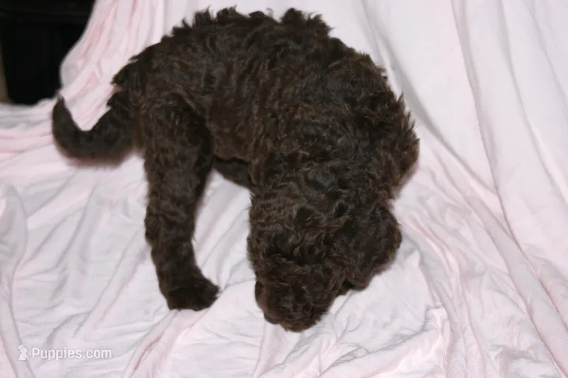 Chocolate – Labradoodle puppy for sale in Orlando, FL