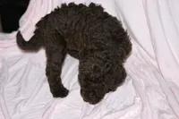 Chocolate, a male Labradoodle for sale in Orlando, FL – 1 of 6