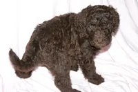 Chocolate, a male Labradoodle for sale in Orlando, FL – 3 of 6
