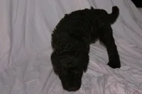 Chocolate, a male Labradoodle for sale in Orlando, FL – 2 of 6
