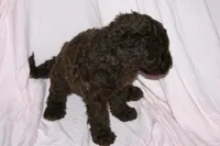 Chocolate, a male Labradoodle for sale in Orlando, FL – 5 of 6