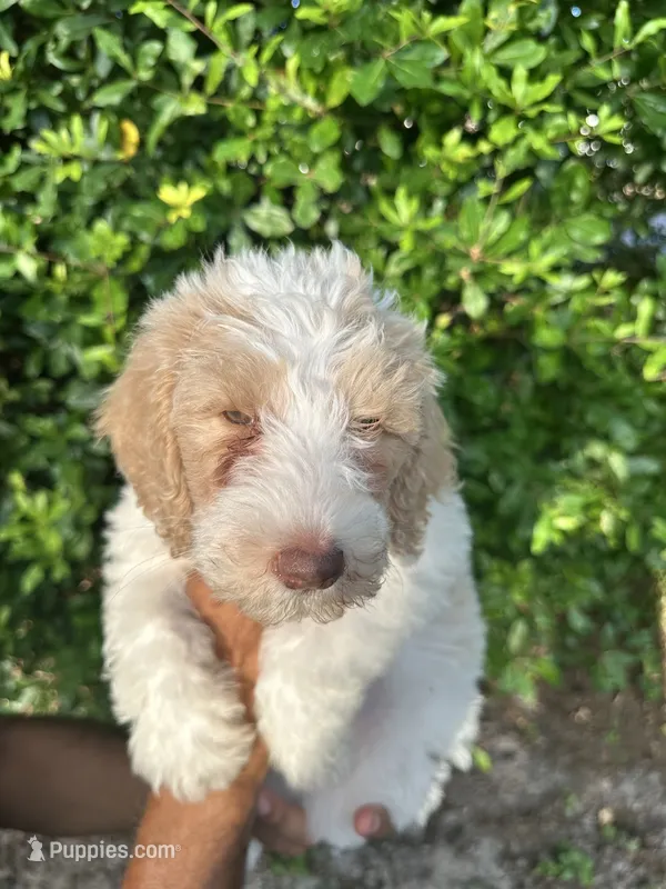 milk and cookies – Labradoodle puppy for sale in Orlando, FL