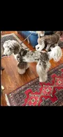 Patch, a male Labradoodle for sale in Orlando, FL – 4 of 8
