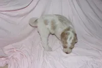 milk and cookies, a female Labradoodle for sale in Orlando, FL – 2 of 3