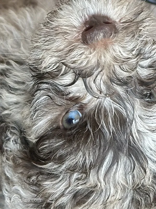 Cream Merle 2 – Labradoodle puppy for sale in Orlando, FL
