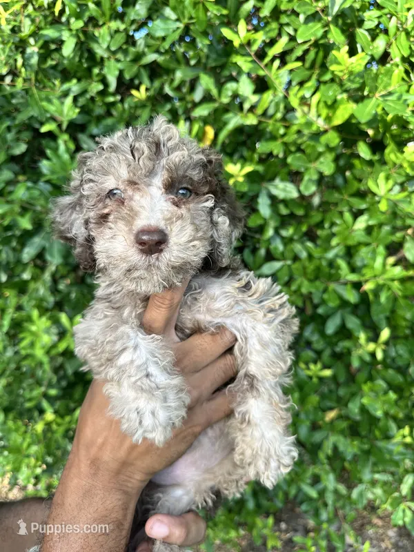 Cream Merle – Labradoodle puppy for sale in Orlando, FL