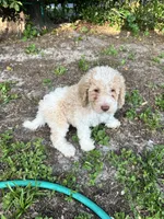 Popcorn, a male Labradoodle for sale in Orlando, FL – 3 of 6