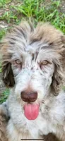 Patch, a male Labradoodle for sale in Orlando, FL – 5 of 8
