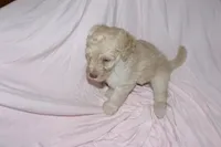 Polar, a female Labradoodle for sale in Orlando, FL – 3 of 4