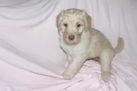 Polar, a female Labradoodle for sale in Orlando, FL – 1 of 4