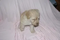 Polar, a female Labradoodle for sale in Orlando, FL – 4 of 4