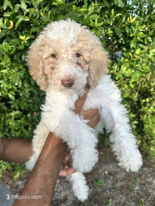 Popcorn – Labradoodle puppy for sale in Orlando, FL