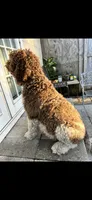 Patch, a male Labradoodle for sale in Orlando, FL – 7 of 8