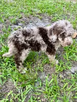 Patch, a male Labradoodle for sale in Orlando, FL – 3 of 8