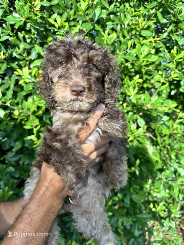 Reese – Labradoodle puppy for sale in Orlando, FL