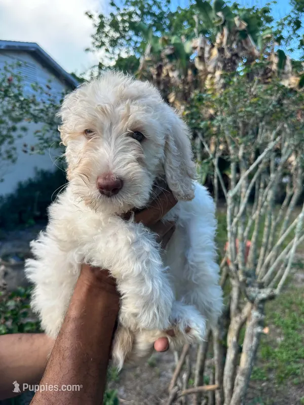 Polar – Labradoodle puppy for sale in Orlando, FL