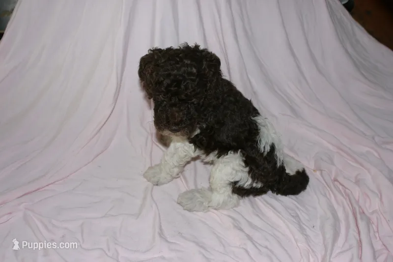 Parti – Labradoodle puppy for sale in Orlando, FL