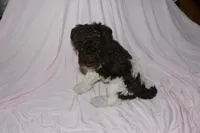 Parti, a female Labradoodle for sale in Orlando, FL – 1 of 4