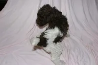 Parti, a female Labradoodle for sale in Orlando, FL – 2 of 4
