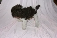 Parti, a female Labradoodle for sale in Orlando, FL – 4 of 4