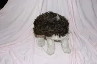 Parti, a female Labradoodle for sale in Orlando, FL – 3 of 4