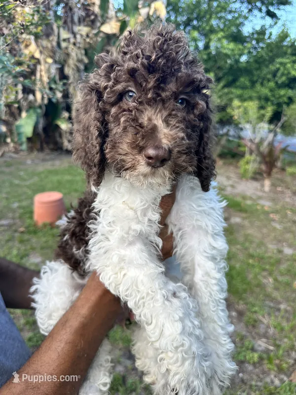 Parti – Labradoodle puppy for sale in Orlando, FL