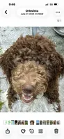 Patch, a male Labradoodle for sale in Orlando, FL – 8 of 8