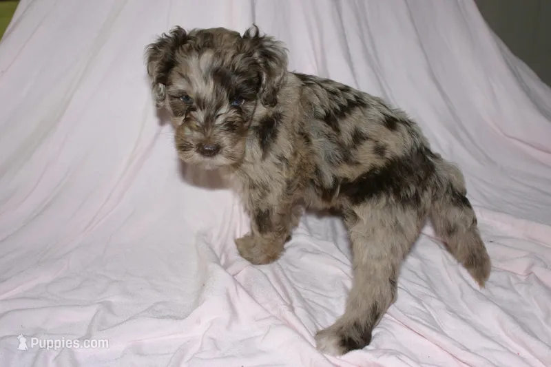 Cream Merle 2 – Labradoodle puppy for sale in Orlando, FL