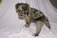 Cream Merle 2, a male Labradoodle for sale in Orlando, FL – 1 of 4