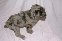 Cream Merle 2, a male Labradoodle for sale in Orlando, FL – 2 of 4