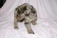 Cream Merle 2, a male Labradoodle for sale in Orlando, FL – 3 of 4