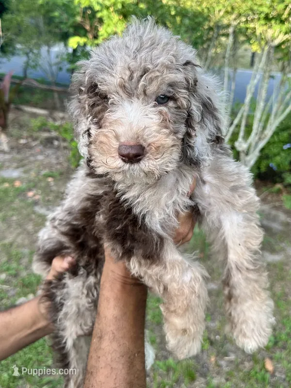 Cream Merle – Labradoodle puppy for sale in Orlando, FL