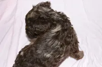 Reese, a female Labradoodle for sale in Orlando, FL – 2 of 3