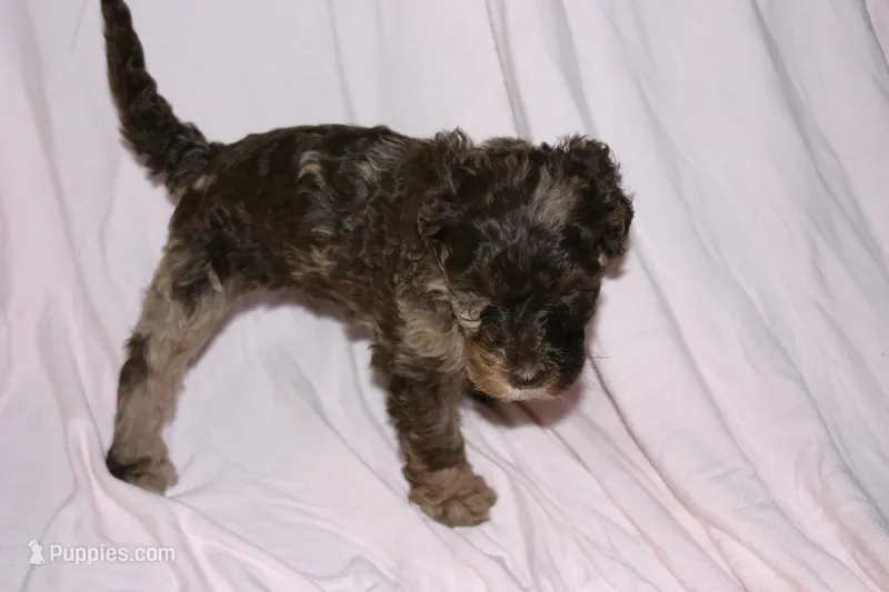 Reese – Labradoodle puppy for sale in Orlando, FL