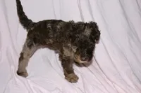 Reese, a female Labradoodle for sale in Orlando, FL – 1 of 3